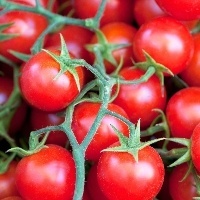 Com desaceleração da oferta, sobem os preços do tomate