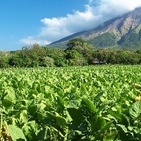 Mitos e fatos, cultivo de tabaco e preservação ambiental