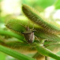 Atenção com percevejos-marrom e barriga-verde