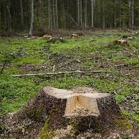 Acabar com o desmatamento é pauta do Amazoniar