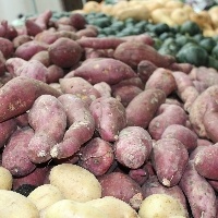 Diminuição das chuvas eleva a oferta da batata