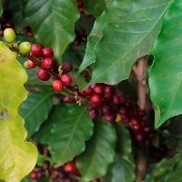 Potencial produtivo do café não deve ser atingido