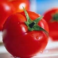 Defensivos e irrigação contra os ácaros do tomate