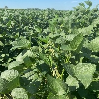 Semeadura da soja em Mato Grosso inicia antes do previsto