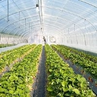 Centro vai focar em plasticultura para o agronegócio