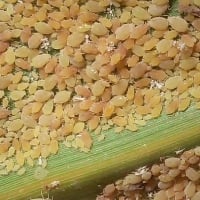Argentina declara emergência por pulgão no sorgo