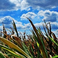 Paraná teve janeiro seco e impactou culturas