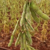 Entenda o método para avaliar a podridão de vagens e grãos