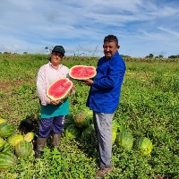 Agricultores aliam produção de melancia com tomate 