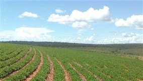 Mapa e setor de agroquímicos fecham acordo para implantar piloto do OEA Insumos