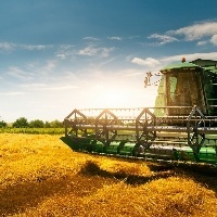 Produção de trigo poder ser menor que em 2022