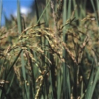 Entenda o uso de fertilizantes minerais no plantio do arroz