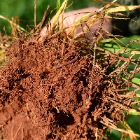 Cultivo de trigo e o uso de inoculantes 