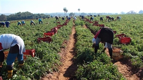 Região de Catanduva está entre as Maiores Produtoras Paulistas de Tomate