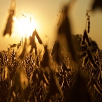 Argentina tem passado pela maior seca dos últimos 60 anos