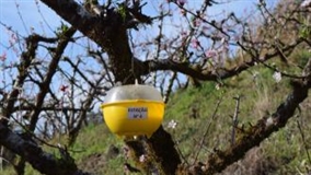 Começa o Sistema de Alerta Mosca-das-Frutas Serra Gaúcha
