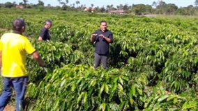 Produção de café recebe incentivos