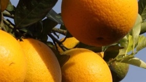 Estoques de suco de laranja estão em queda no maior produtor do mundo de laranjas:?o Brasil