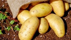 Batata/Cepea: Safra de vargem grande do sul se aproxima do fim e preços sobem