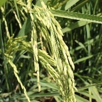 ARROZ: perdas devem ficar entre 7% e 10% 