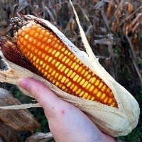 SC aposta em cereais de inverno para minimizar o déficit de milho