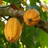 Chuvas abundantes na Costa do Marfim impulsionam cacau no meio da safra