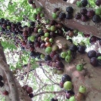 Pesquisa com o aproveitamento integral da jabuticaba desenvolve produtos inéditos