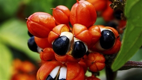 Embrapa cria guaraná turbinado que produz dez vezes mais