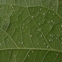 Bioinseticida é desenvolvido para controle da mosca-branca