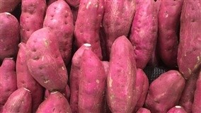 Coreanos fazem batata-inglesa crescer no deserto