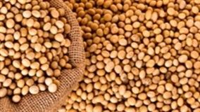 Cotações da soja encontraram um limite em suas altas 