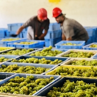 RS: vinícola abre postos de trabalho durante o período da vindima