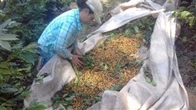 ODS 9: A voz feminina na agroindústria familiar