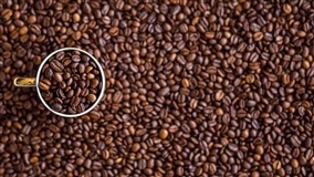 IBGE eleva projeção de safra de café do Brasil em 1,5%, para 47,2 mi sacas