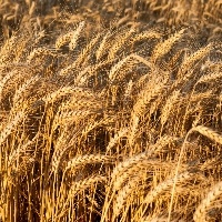 Consumidores seguem cautelosos com o trigo geneticamente modificado