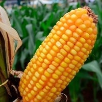 Plantio do milho chega a 97% da área total estimada