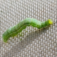 Nova lagarta invade outra região brasileira