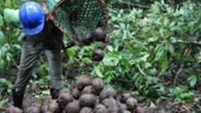 Consumo de castanha cresce 8% ao ano e produtores buscam apoio para produzir e exportar mais