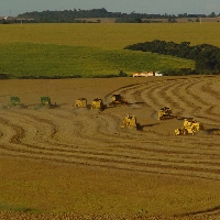 PR já colheu metade da área de soja e milho
