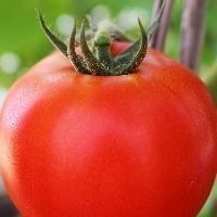 Quais nutrientes os tomates precisam?