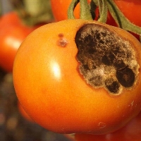 Como controlar a alternaria em tomate e saber os principais sintomas?