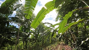 Edital abre oportunidade para novas redes de agroecologia