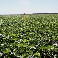Agricultura 5.0 é tema de novo livro
