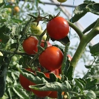 Preços do tomate caem pela segunda semana consecutiva