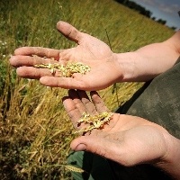 13 de setembro: Dia Mundial do Agrônomo