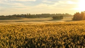 Clima preocupa produtores de trigo