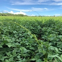 Colheita de feijão do Paraná chega a 50%