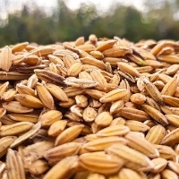 Semente catiana, melhor produtividade no plantio de arroz