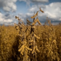 Empresas argentinas alertam para prejuízo de US$ 20 bilhões com seca