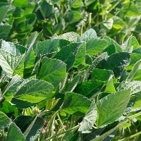 Aprosoja pede a liberação dos herbicidas Diquat e Paraquat